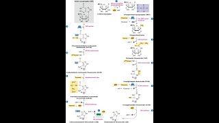 Steps in the pathway for Inosine Monophosphate IMP [upl. by Daveta]