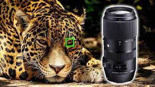 Sigma 100400mm DG DN Lens Review  SUPER ZOOM Lens for Sony Cameras [upl. by Ehud]