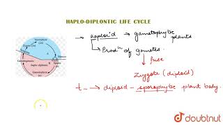 HAPLODIPLONTIC LIFE CYCLE [upl. by Lauree]