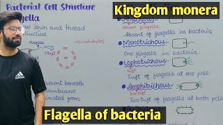 Bacteria flagella  Chemotaxis  Class 11 Biology [upl. by Osnohpla]