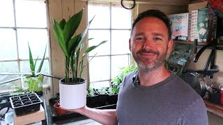 Best Houseplant For Beginners  Aspidistra  Cast Iron Plant [upl. by Arvin]