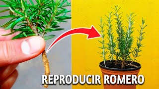 ENRAIZA PLANTAS de ROMERO en CASA  como Reproducir ROMERO EN CASA USANDO ESTE METODO CASERO [upl. by Dix745]