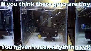 Episode 89  Reef Stew amp More 4 Hatching and Rearing Tanks [upl. by Weinrich935]