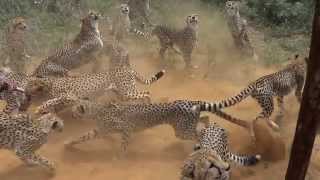 2014 AFRIKA1  Namibia Harnas Gobabis Feeding cheetahs [upl. by Sineray]