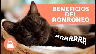 6 BENEFICIOS del RONRONEO de los GATOS para los humanos 🐱 [upl. by Airdnahs525]