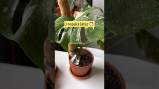 How to improve the growth of Monstera aerial roots for young plants 🌿 monstera plantcare plant [upl. by Garek]