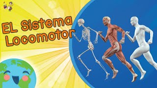 Sistema Locomotor Videos Educativos para Niños [upl. by Aliuqat]