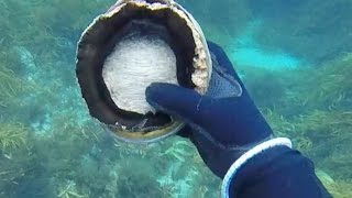 Abalone Diving Tasmania  Clearest Water Ever [upl. by Enellek]