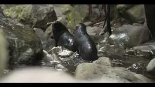 Baby Seal Pups  Ohau Waterfall Kaikoura New Zealand [upl. by Leikeze618]