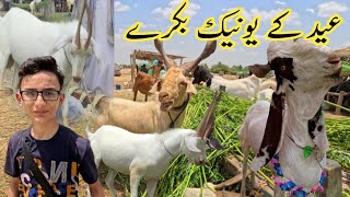 Maweshi mandi 2024  Bought a two goat for qurbani  Bakra mandi rates update [upl. by Biernat]