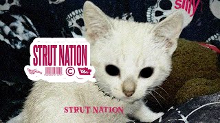 tisakorean  sTrUt nAtIoN official visualizer [upl. by Haven]