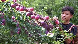 Harvest plums fruit to market sell gardening care vegetables Living off grid in forest [upl. by Culver]