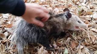 Wild Opossum Playing Dead Fremont California [upl. by Llerrem]