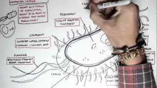 Microbiology  Bacteria Structure [upl. by Sundberg238]