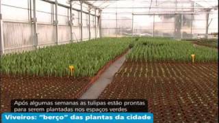 Viveiros de plantas da CMSJMmov [upl. by Danita]