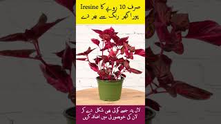 Iresine a beautiful red leaves plant gardening beautifullife lawnmaintenance [upl. by Annekam]