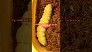 Acherontia atropos Caterpillar before pupation Гусень метелика Мертва голова стане лялечкою [upl. by Iroc730]