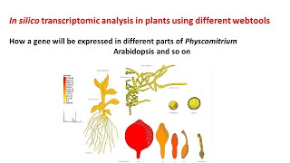 In silico transcriptomic analysis in plants  Physcomitrella  Arabidopsis [upl. by Lynad]