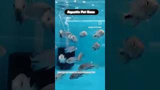 Vieja cichlid Fish  Aquatic Pet Zone Behala Aquarium Shop aquarium communitytank [upl. by Annhoj454]