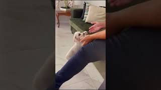 Dog Brings Her New Born Puppy To Her Pet Parent [upl. by Zehcnas]