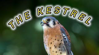 Mighty Kestrel  Nature’s Hovering Hunterpetcollective PetsSwag MyLoveGolden66 [upl. by Annemarie]