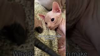 Should i be concerned cat sphynx kitten meow hairlesscat [upl. by Hans195]