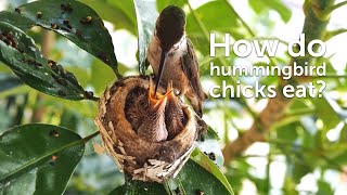 Hummingbird feeds chicks [upl. by Nodyarb]