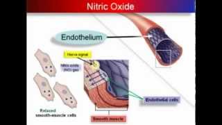 Oxido Nitrico y la enfermedad Cardiovascular [upl. by Nhguavad]