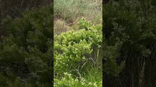 A sparrow having fun in the bushes at the beach finisterra nature shorts [upl. by Salvay]