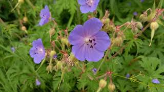 Beauty of Meadow Cranesbill A Vibrant Wildflower Up Close [upl. by Stout]