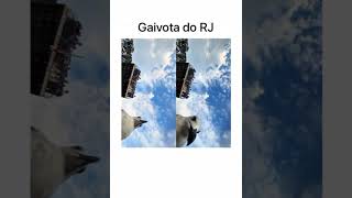 GAIVOTA ROUBANDO CELULAR NO RJ [upl. by Asoral]