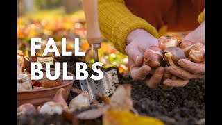 Fall Bulbs [upl. by Cumings592]