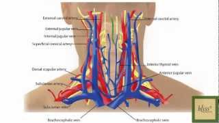 Areas To Avoid In Couples Massage  Massage Monday 72 [upl. by Ecarret]