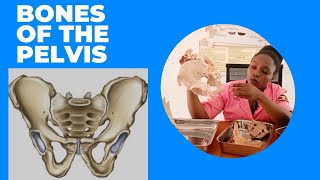 Bones of the Female Pelvis  Pelvic anatomy Practical explanation  Midwifery Lecture [upl. by Showker]