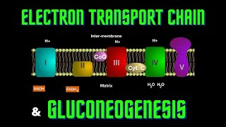 USMLE Step 1  Lesson 58  Electron Transport Chain and Gluconeogenesis [upl. by Schurman]