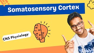 Somatosensory Cortex  CNS physiology [upl. by Alidis]