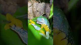 MOST BEAUTIFUL FROG IN THE WORLD Fringed Leaf Frog Feeding shorts [upl. by Tlevesoor333]