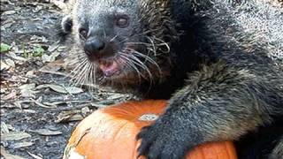 Binturong  quotBearcatquot VS PUMPKIN [upl. by Batish]