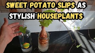 Sweet Potato Slips as Stylish Houseplants 🍠 sweetpotato houseplants indoorplants gardeningtips [upl. by Kassaraba]