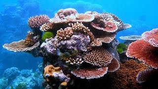 Facts Corals and Coral Reefs [upl. by Htenek]