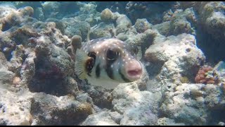 Ultimate Snorkelling Safari  Kuramathi House Reef Rasdhoo Atoll Maldives [upl. by Anyaled280]