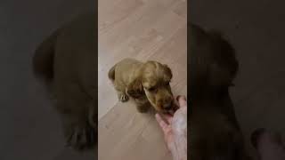 Will this Cocker spaniel puppy wait for her food puppytraining [upl. by Aissyla]