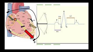 ELECTROCARDIOGRAMA FACIL PRINCIPIOS BÁSICOS [upl. by Landan]