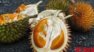 How to open and eat Jungle Durian or durio kutejensis [upl. by Assirual629]