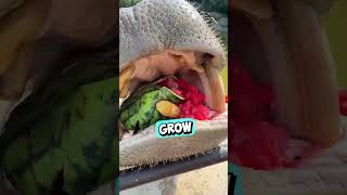 Hippo Eats Entire Watermelon 😳 shorts [upl. by Bonner]