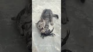 Screaming cat 🙀 Funny Pets2024😂Funny Dogs And Funny Cats Videos 😺🐈😄 [upl. by Erdne610]