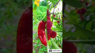 Different different tasty trees farm fruit 🍊🥭🍎😋 viralvideo youtubeshorts apple [upl. by Nathan]