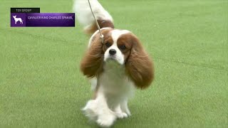 Cavalier King Charles Spaniels  Breed Judging 2023 [upl. by Ahtibbat]