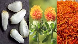 Safflower Growing From Seed  Grow Safflower Plant At Home  Carthamus Tinctorius [upl. by Clippard]