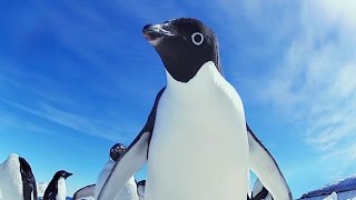 Funny Adélie Penguins take on Emperors  Snow Chick Kate Winslet [upl. by Ajile340]